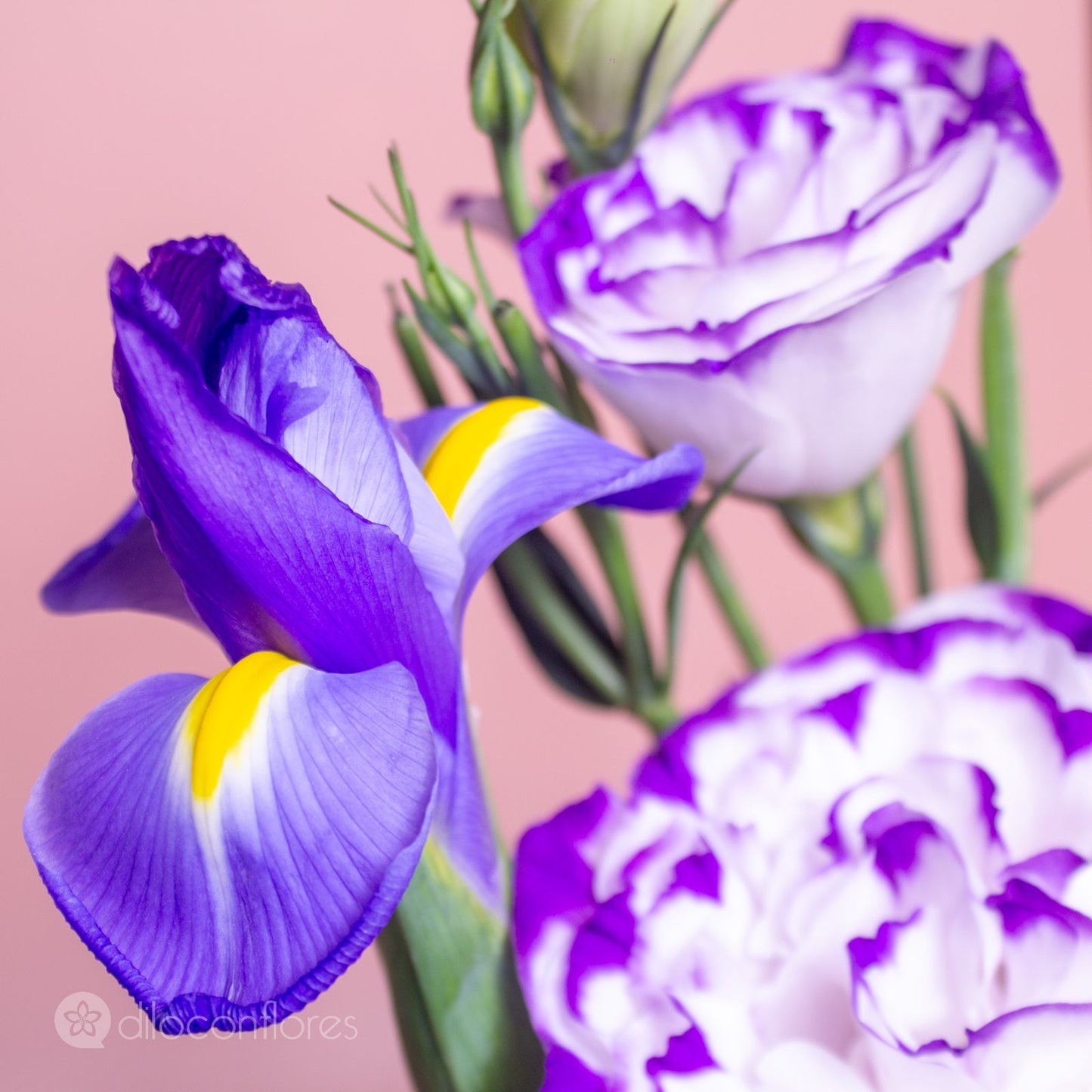 Purple Sweet